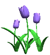 tulips_blue_lg_clr